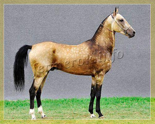 Донская лошадь: особенности содержания породы