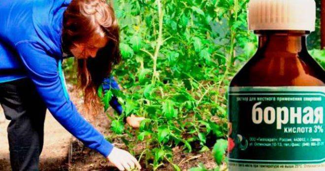 Борная кислота в саду и огороде – инструкция по применению