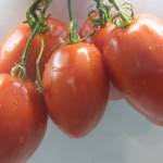 Лучшие сорта и гибриды томата