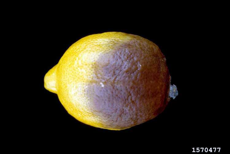 Болезни лимона домашнего — причины и лечение