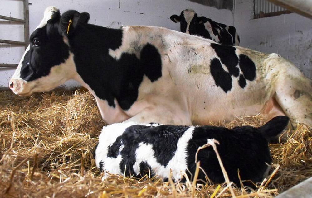 Что такое кетоз? почему он развивается у коров? методы диагностики и профилактики