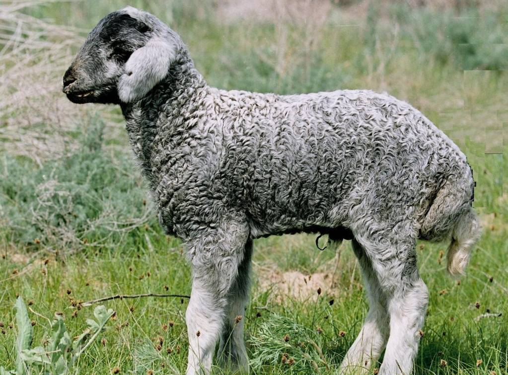 Описание и характеристики овец кавказской породы, особенности содержания