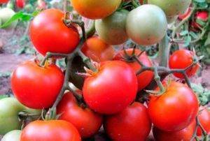 Томат «клуша»: характеристики сорта, особенности выращивания