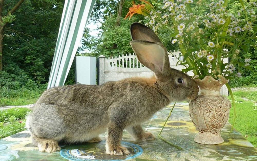 Разведение и содержание кроликов породы фландр
