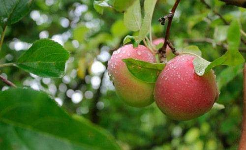 Описание сорта яблонь родниковая, урожайность и выращивание