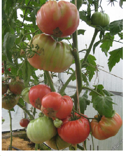 Отличный сорт для употребления в свежем виде — томат «португальская дакоста» и особенности его агротехники