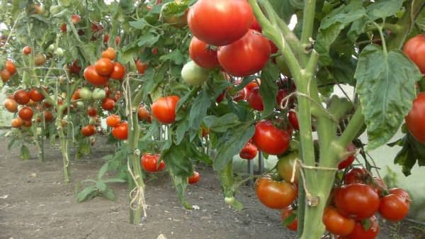 Описание сорта томатов «скиф» с отзывами об урожайности