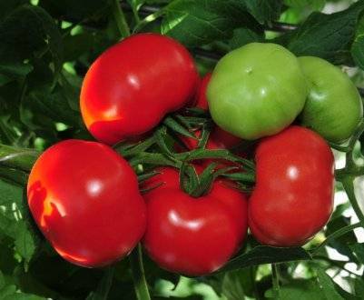 Сорт помидор диаболик f1: урожайность и особенности выращивания
