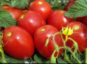 Урожайный, раннеспелый, нетребовательный к уходу и идеально подходящий для консервации томат «гулливер»