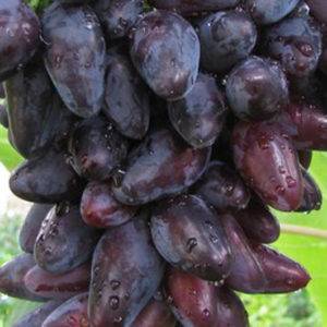 Сорт винограда «викинг»