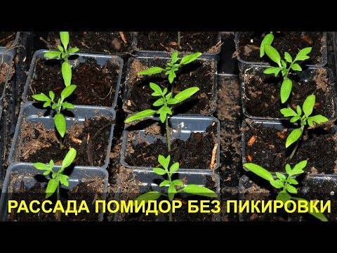 Выращивание томатов без пикировки: посадка, уход