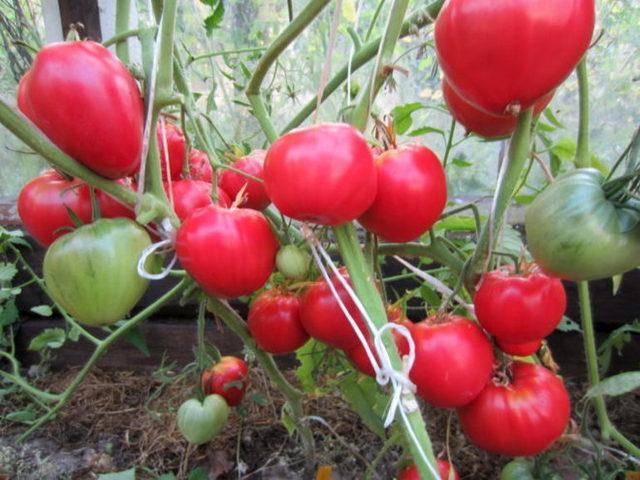 Характеристика сорта, достоинства, болезни и меры борьбы при выращивании томата «толстушка»