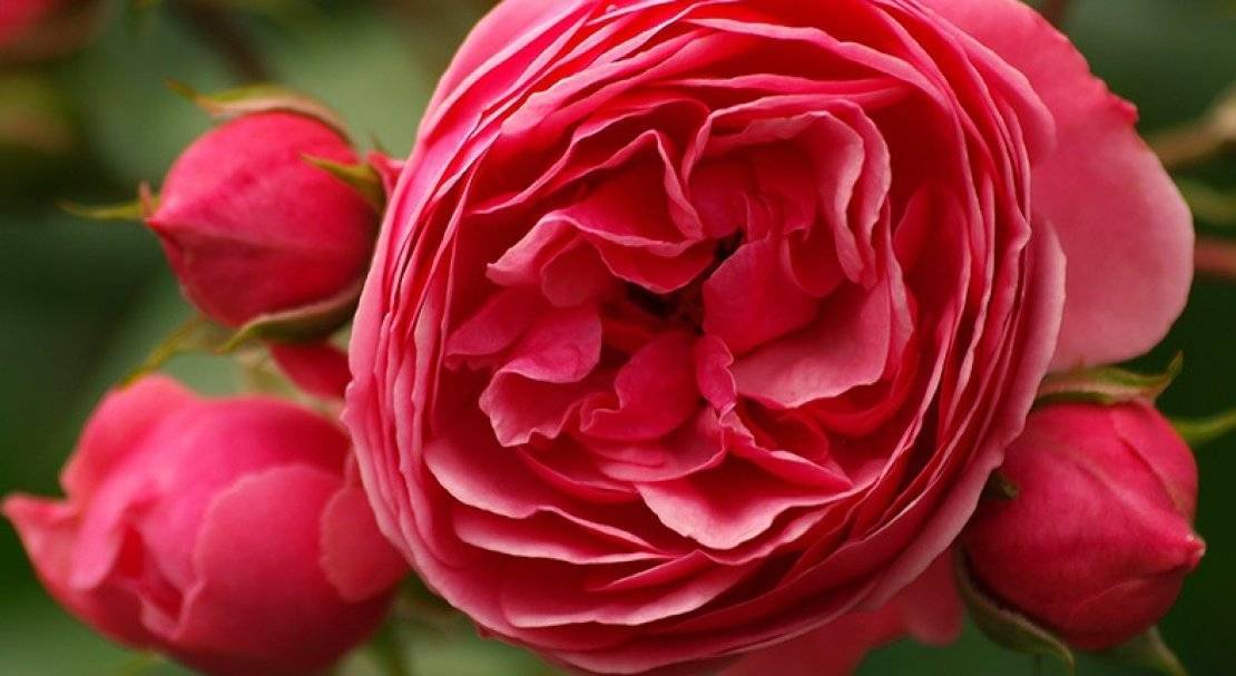Роза полиантовая выращивание из семян в домашних условиях посадка и уход в открытом грунте сорта