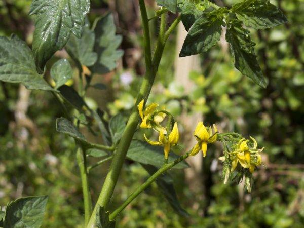 Томат рио гранде: описание и характеристика сорта, урожайность с фото