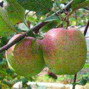 Яблоня башкирский красавец