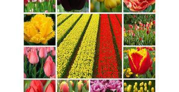 Все о тюльпанах: описание, виды и выращивание