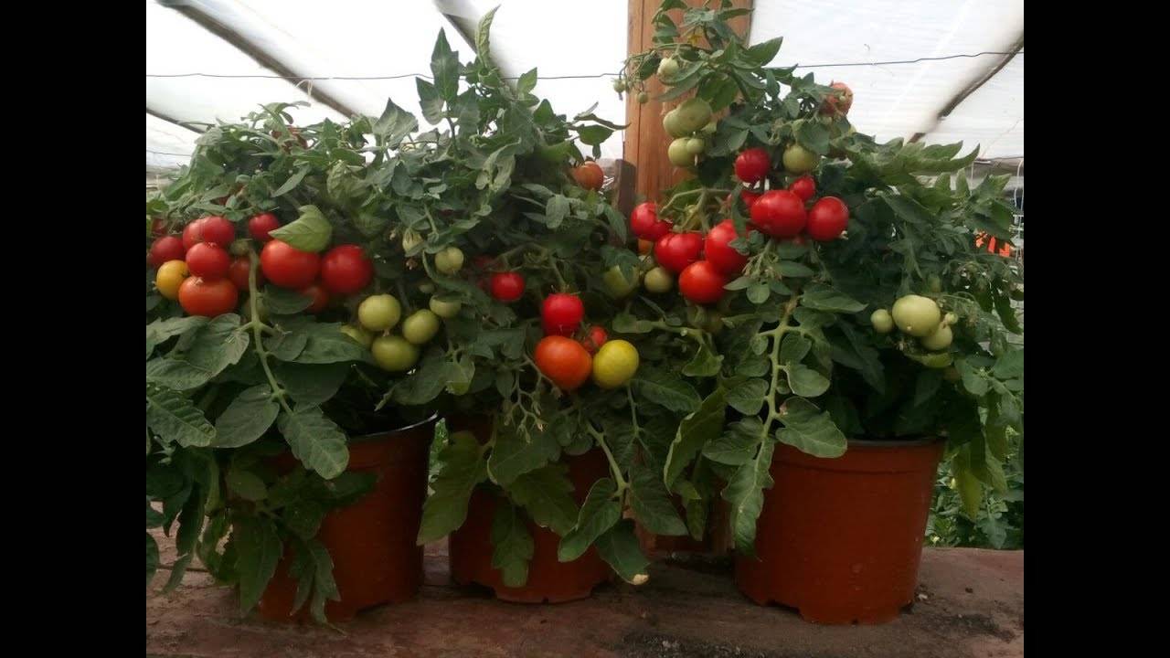 Правила выращивания помидоров дома на подоконнике