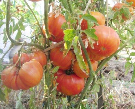 Описание сорта томата Янтарный и его характеристики
