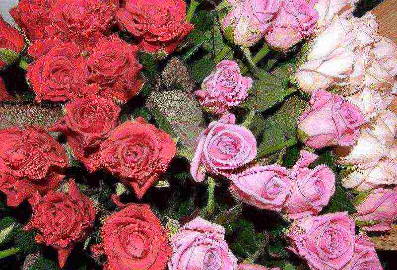 Посадка роз по всем правилам – от выбора саженцев до высаживания в цветник
