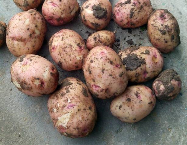 Лучшие сорта картофеля на 2020 год: самые вкусные и урожайные