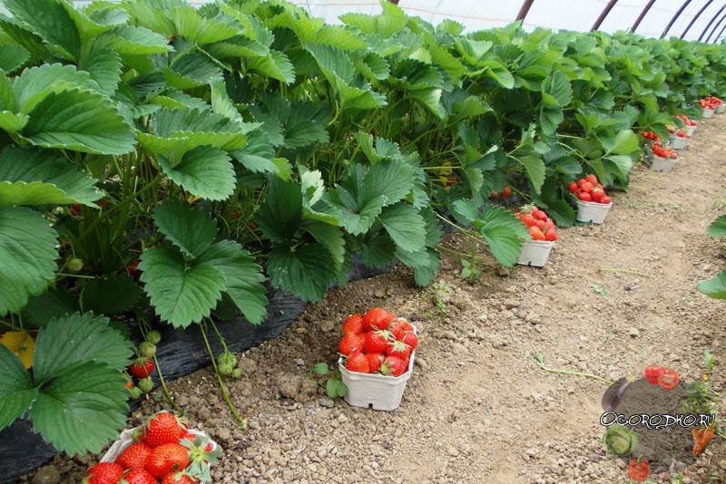 Чем подкормить ягодные кустарники летом: вся информация в таблицах