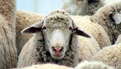 Описание и характеристика овец карачаевской породы, правила содержания