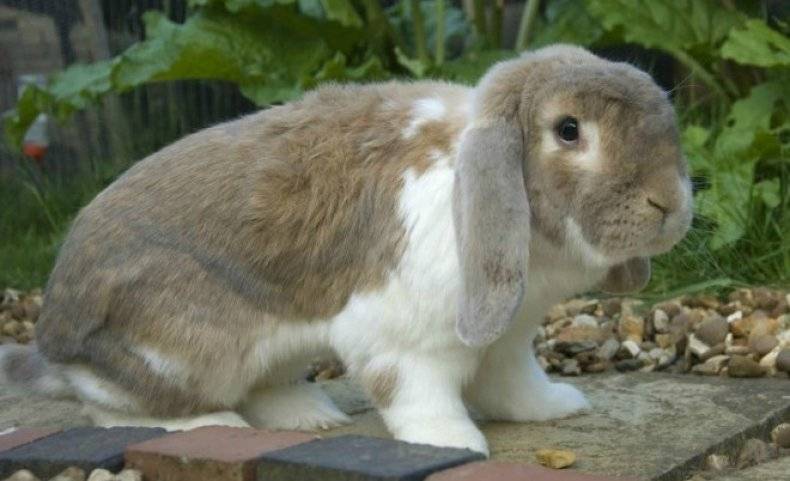 Кролики породы баран: описание, разновидности и условия содержания