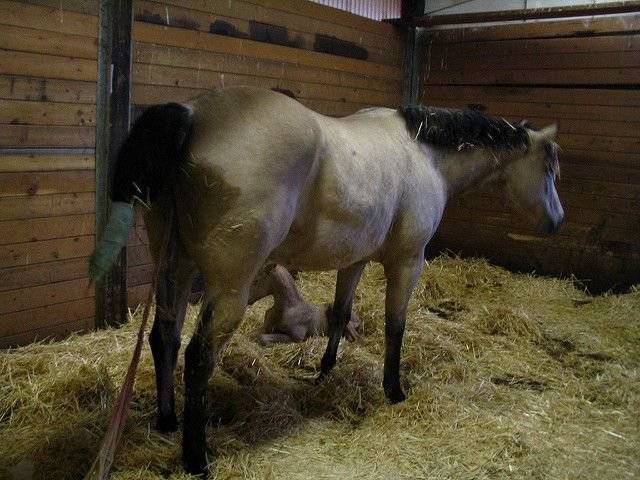 Беременность лошади: сроки, определение, рекомендации, ветеринарная служба владимирской области