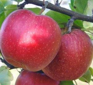 Условия выращивания и описание яблони апорт
