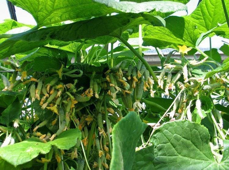 Лучшие сорта огурцов для выращивания в открытом грунте: пчелоопыляемые и самоопыляемые (партенокарпические)