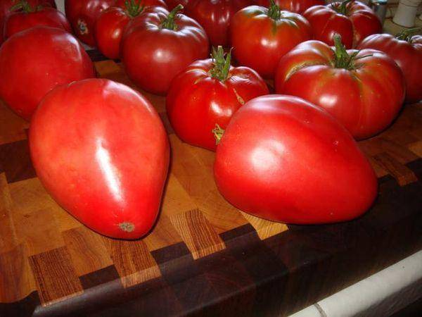 Описание крупноплодного сорта томата сибирские шаньги