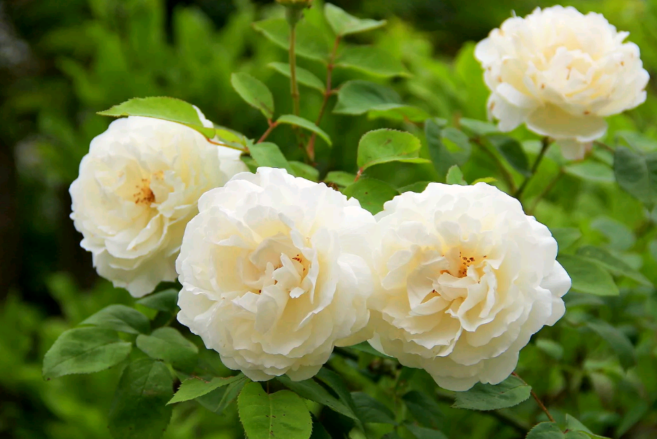 Характеристики и описание розы сорта Абрахам Дерби, выращивание и уход