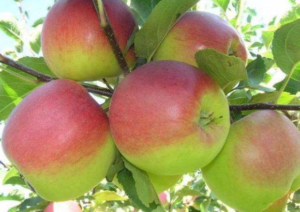 Самая красивая сортовая яблоня — сеянец солнцедара