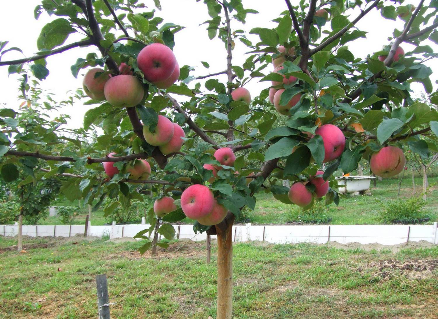 Декоративные яблоньки с вкусными плодами — сорт солнышко