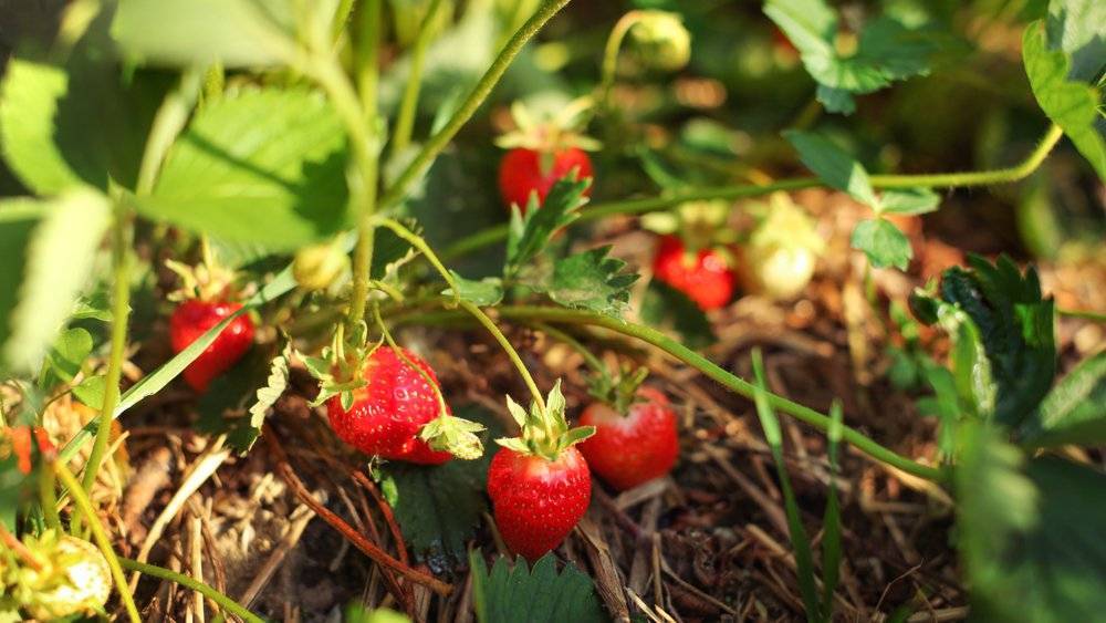 8 лучших плодово-ягодные кустарника для сада на даче