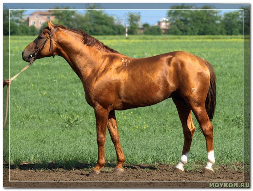 Породы верховых лошадей: обзор и характеристики