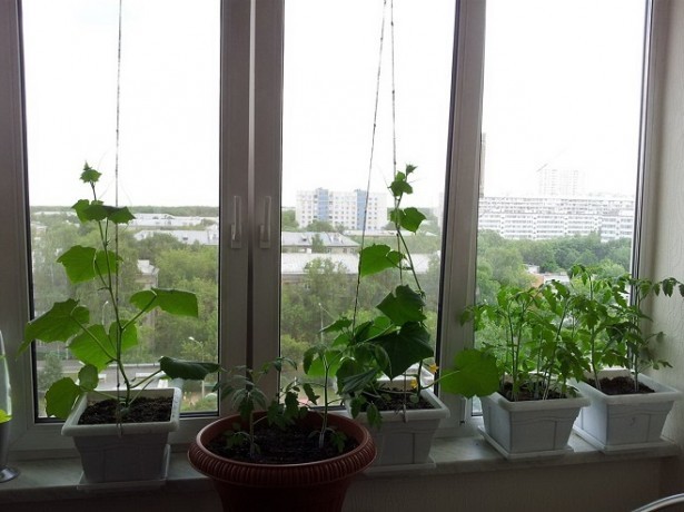 Огурцы на балконе: выращивание в пластиковых бутылках