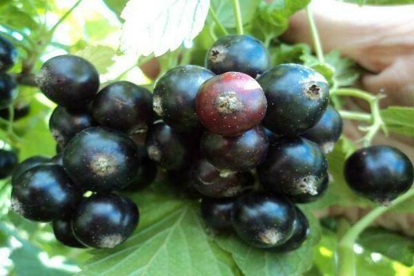 Чёрная смородина селеченская и селеченская-2: выращиваем полюбившиеся садоводам сорта