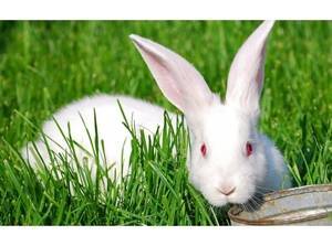 Чем кормить кроликов: свойства и разновидности кормов