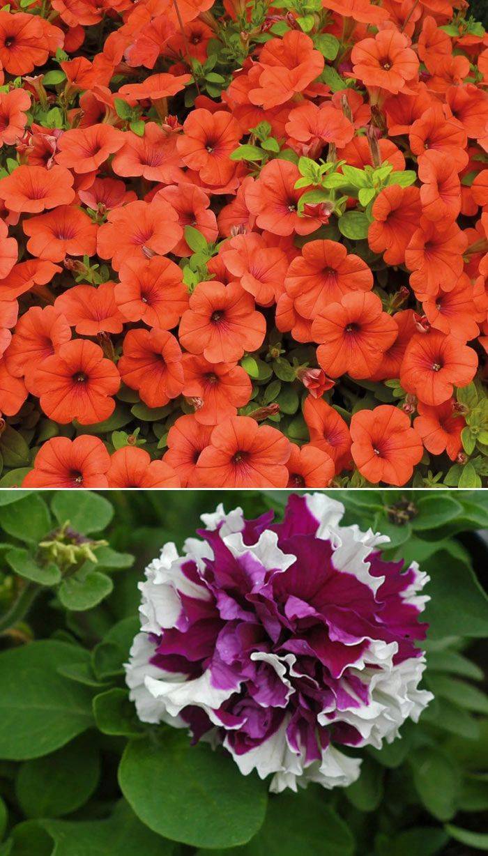 Описание и фото разновидностей вегетативной петунии. правила ухода за цветком летом и зимой
