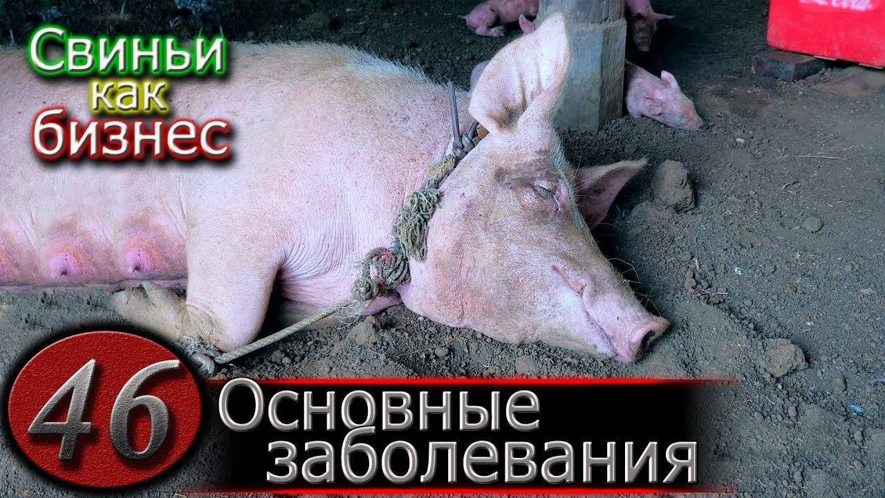 Возбудитель цумы свиней, ее симптомы и лечение, опасна ли для человека