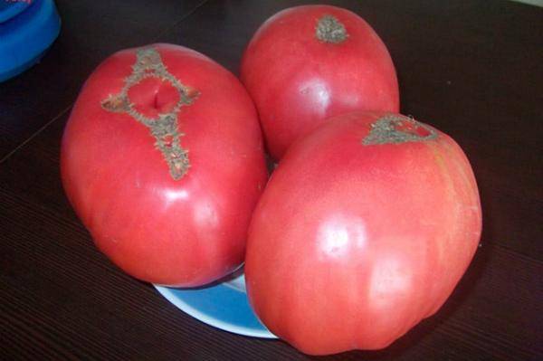 Сорт помидор «алсу»