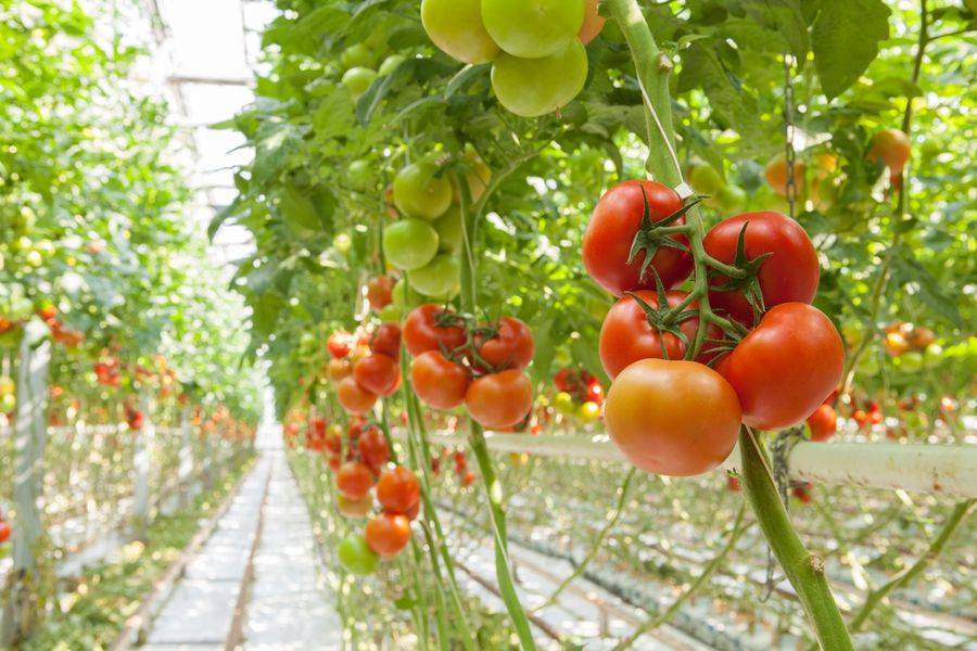 Выращивание томата джина тст