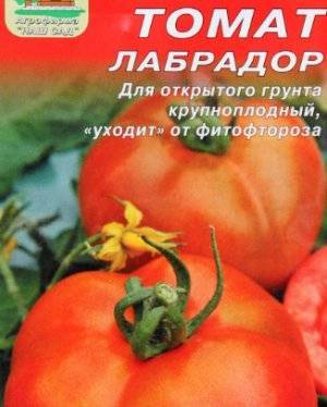 Описание, характеристика, урожайность, отзывы и фото сорта томатов «кенигсберг золотой»
