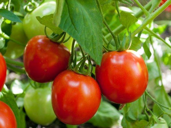 Описание томата канопус и выращивание сорта рассадным способом