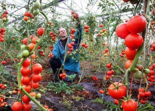 Подкормка томатов в теплице – какие удобрения и когда использовать?