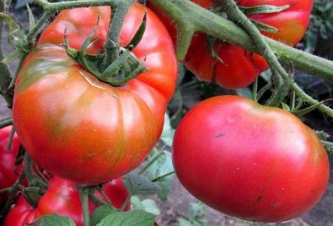 Сорта низкорослых томатов для открытого грунта без пасынкования