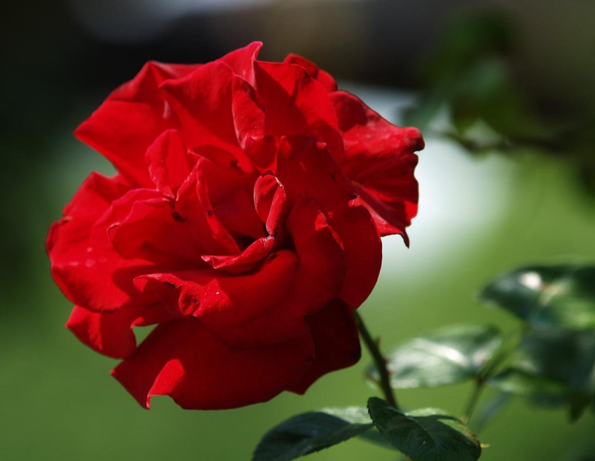 Роза сантана (santana) — характеристики сорта