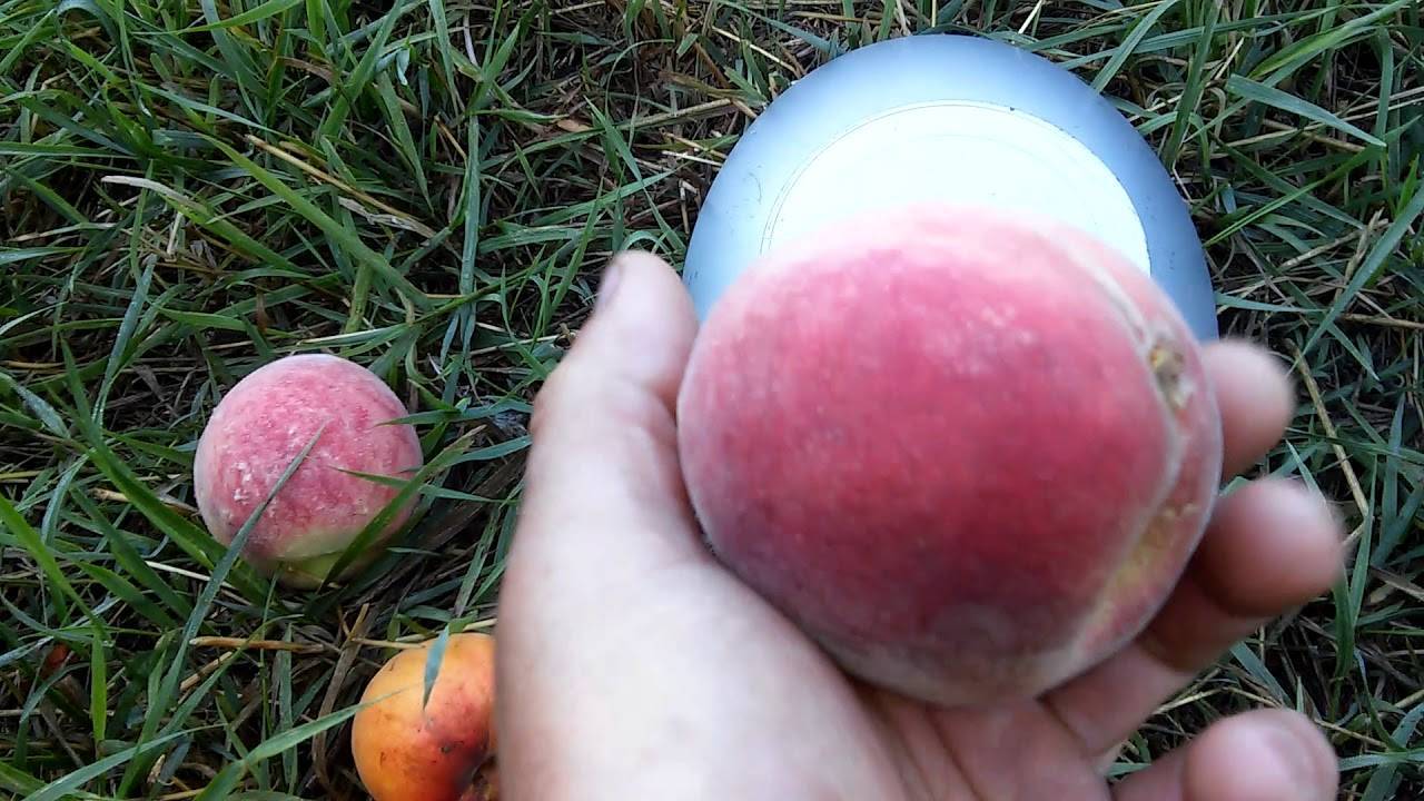 Персик — выращивание и уход