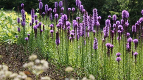 Цветок лиатрис: посадка и уход в открытом грунте, фото, выращивание из семян
